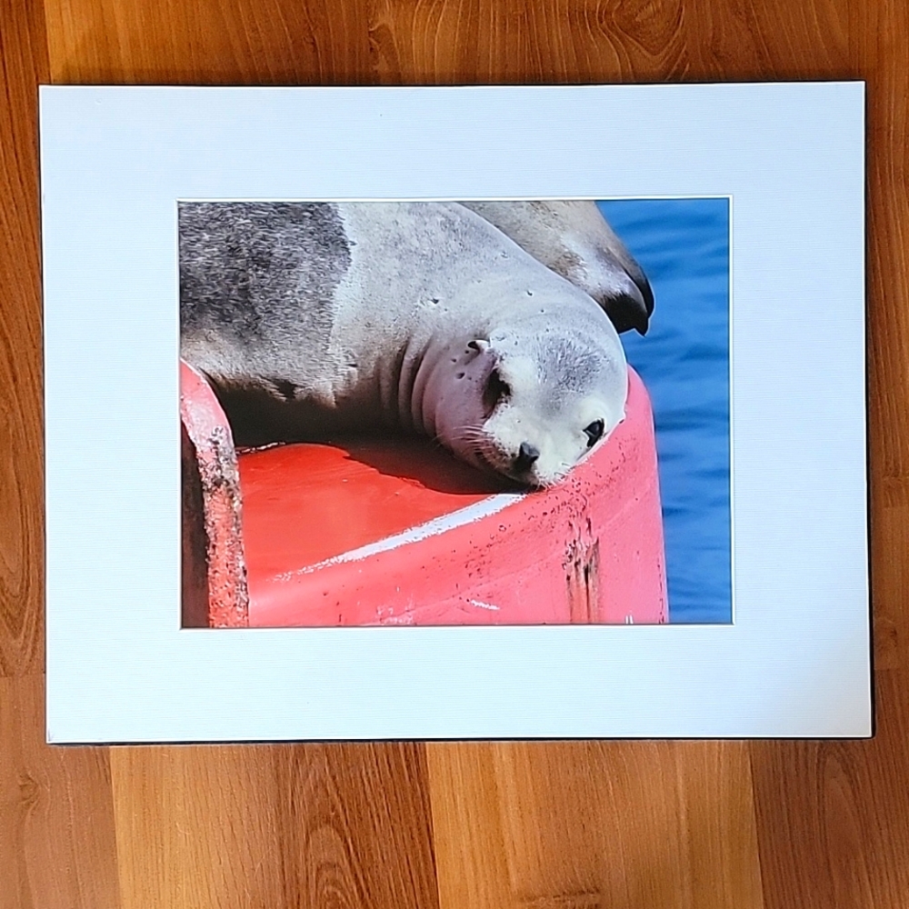 Local Photographer.  photo wall hanging.   Matted photo no frame      20 X 16
